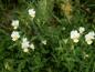 Preview: Ackerstiefmütterchen Bio-Qualität zum Räuchern (Viola arvensis)